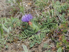 Carthamus mitissimus
