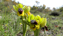 Ophrys lutea