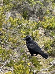 Corvus coronoides