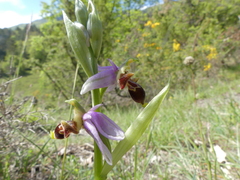 Ophrys scolopax