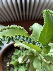 Kalanchoe