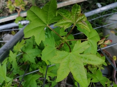 Liquidambar styraciflua