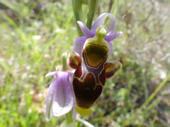 Ophrys scolopax