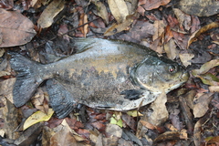 Colossoma macropomum