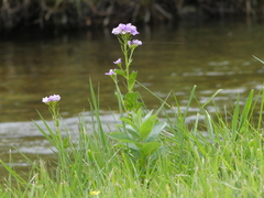 Cardamine raphanifolia