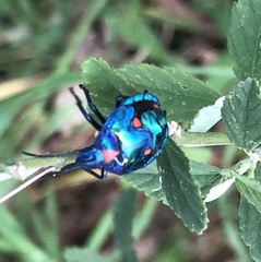 Tectocoris diophthalmus
