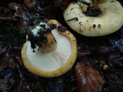 Lactarius intermedius