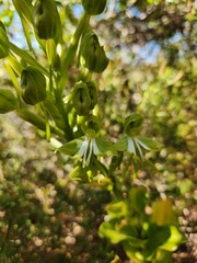 Bonatea speciosa