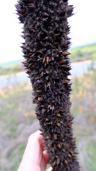 Xanthorrhoea brunonis