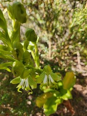 Bonatea speciosa
