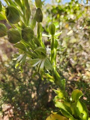 Bonatea speciosa