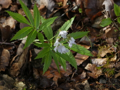Cardamine heptaphylla