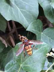 Milesia crabroniformis