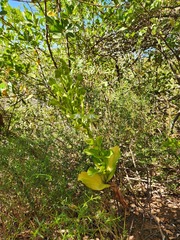 Bonatea speciosa