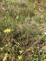 Pelargonium anethifolium