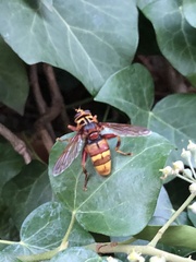 Milesia crabroniformis