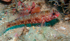Gobius cruentatus