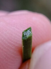 Xanthorrhoea brunonis