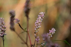 Persicaria pensylvanica