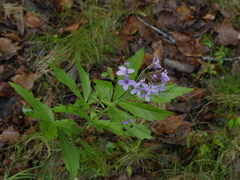 Cardamine pentaphyllos