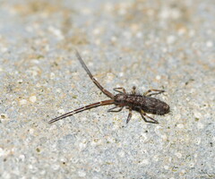Paronellidae