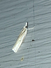 Crambus leachellus