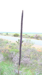 Xanthorrhoea brunonis