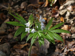 Cardamine heptaphylla