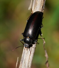 Lepispilus stygianus