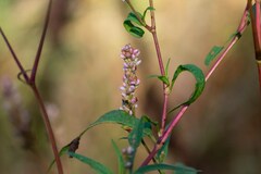 Persicaria pensylvanica
