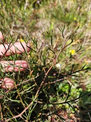 Pelargonium anethifolium
