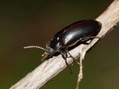 Lepispilus stygianus