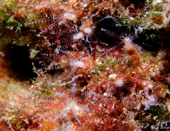 Clavularia crassa