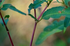 Persicaria pensylvanica