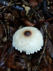 Lepiota ignivolvata