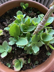 Kalanchoe