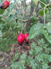 Rosa rubiginosa