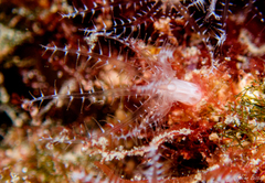 Clavularia crassa