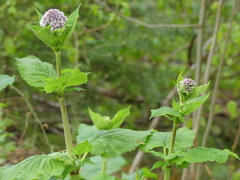 Valeriana pyrenaica