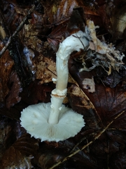 Lepiota ignivolvata
