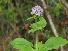 Valeriana pyrenaica