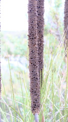 Xanthorrhoea brunonis