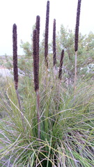 Xanthorrhoea brunonis