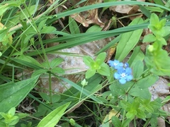 Omphalodes nitida