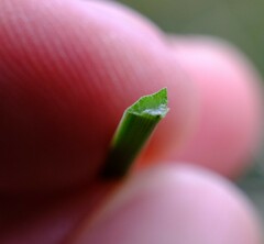 Xanthorrhoea brunonis