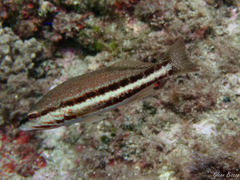 Serranus cabrilla