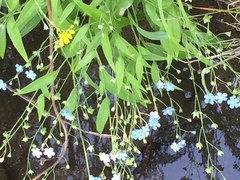 Omphalodes nitida