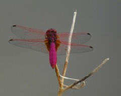 Trithemis aurora