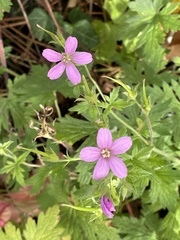 Geranium sylvaticum