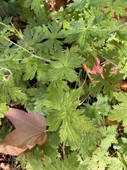 Geranium sylvaticum